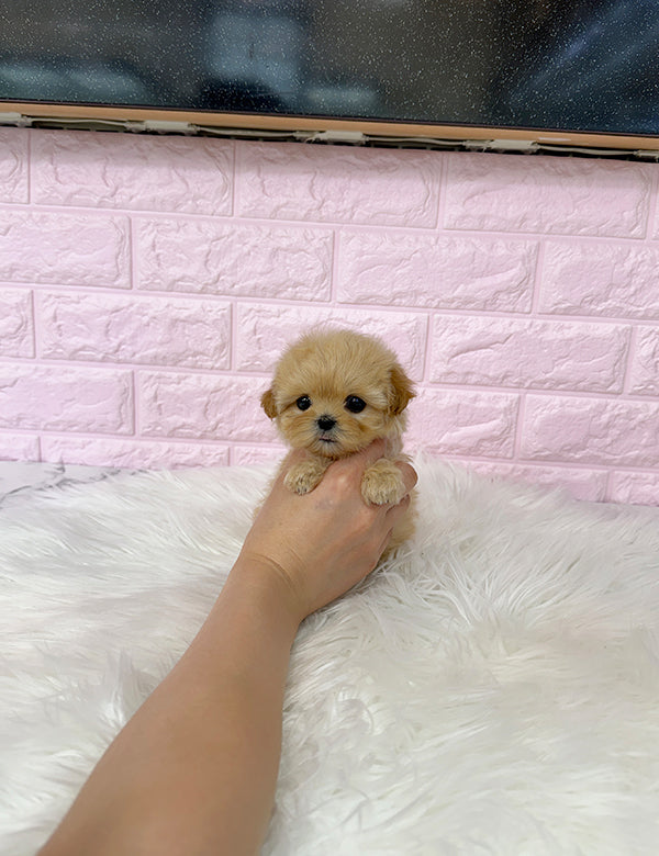 Teacup maltipoo-Riri