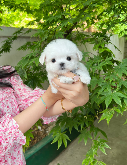 Tea cup Maltese- Snoopy - I LOVE DOG MAIN