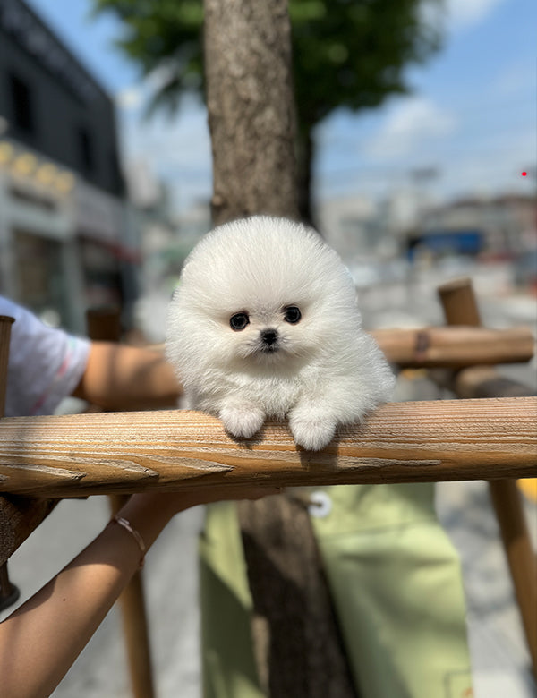 Teacup pomeranian- Songyi