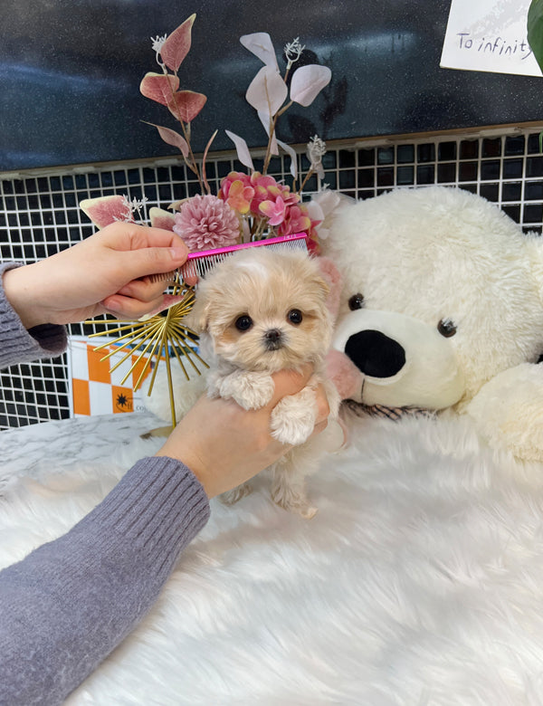 Tea cup Maltipoo-Hoya - I LOVE DOG MAIN