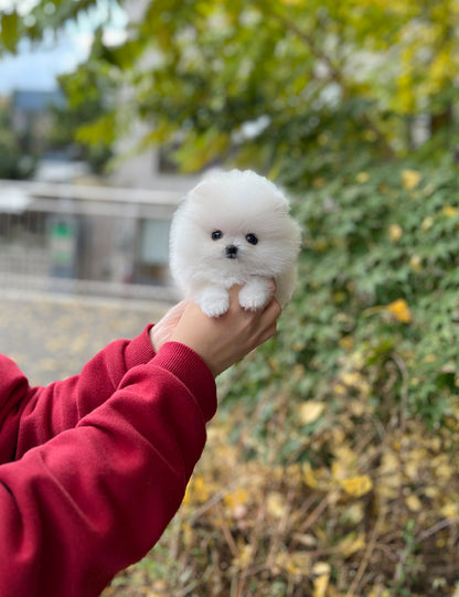 Tea cup Pomeranian-mya - I LOVE DOG MAIN