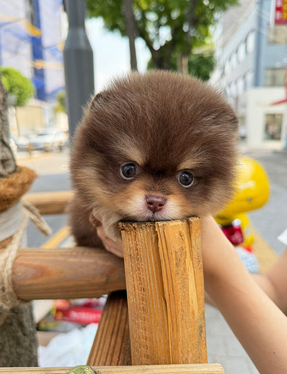 Tea cup chocotan pomeranian- Coco