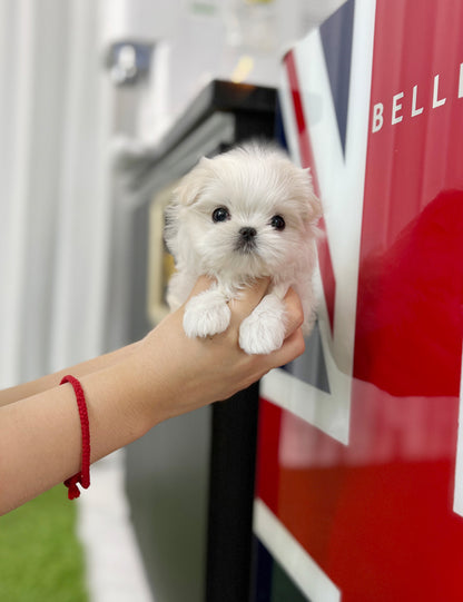 Tea cup Maltese- Rosie - I LOVE DOG MAIN