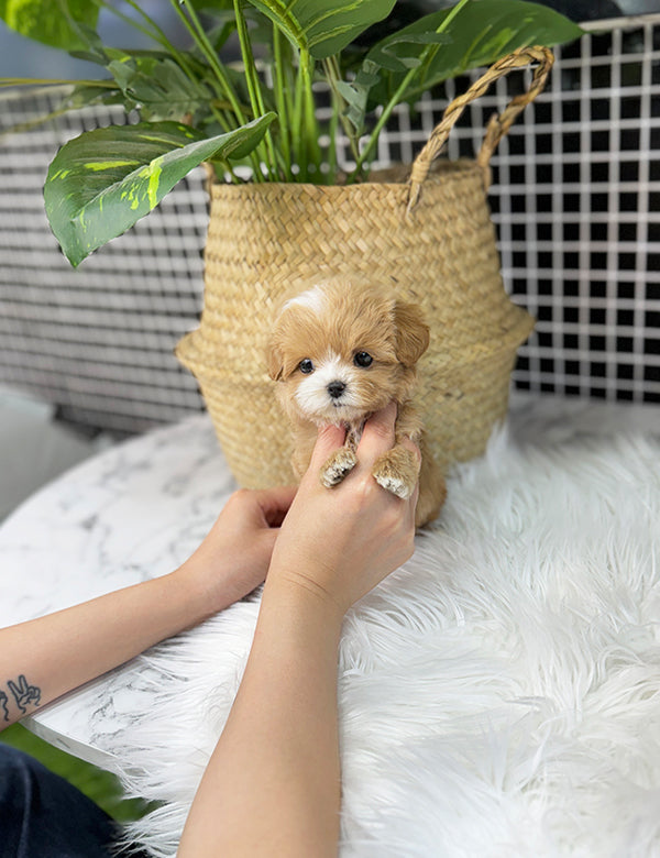 Teacup Maltipoo- Lita