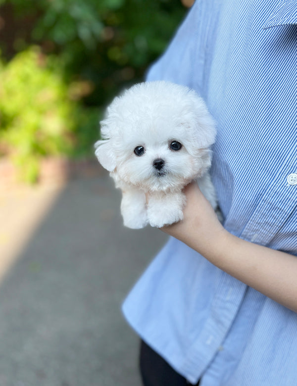 Tea cup Bichonfrise-Nabi - I LOVE DOG MAIN