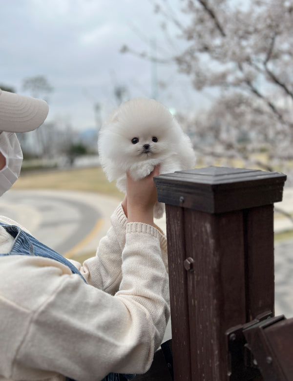 Tea cup pomeranian - mongmong - I LOVE DOG MAIN