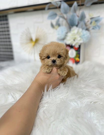 Teacup Maltipoo- Cream