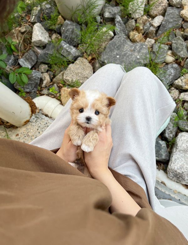 Tea cup Maltipoo-Nero - I LOVE DOG MAIN