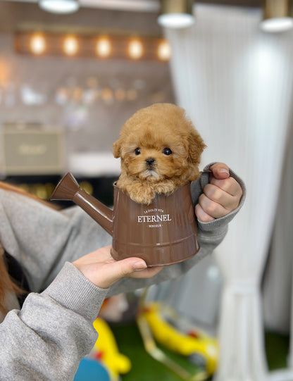 Tea cup Maltipoo- Ellika - I LOVE DOG MAIN