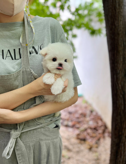 Tea cup Maltese- Darang - I LOVE DOG MAIN