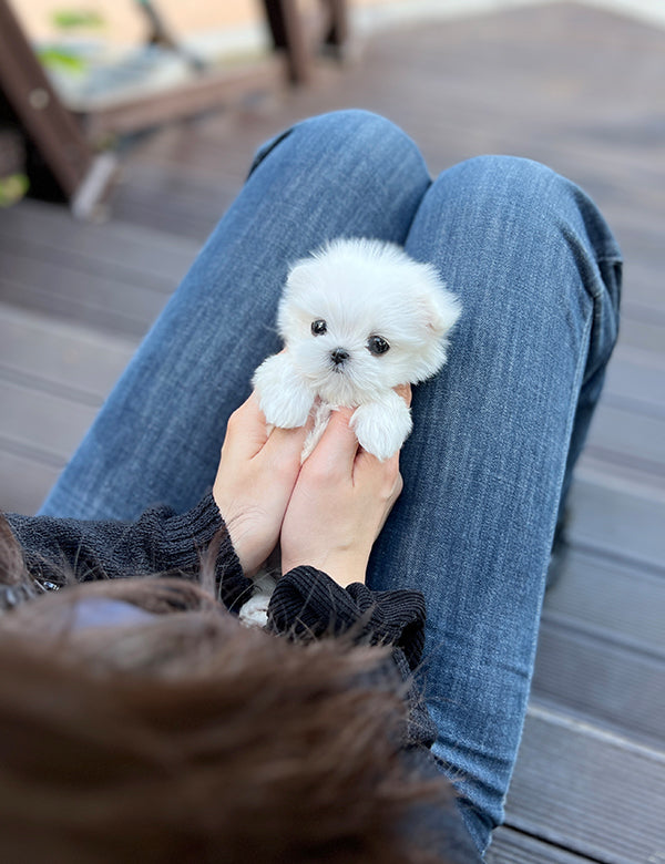 Teacup Maltese- Jeti - I LOVE DOG MAIN