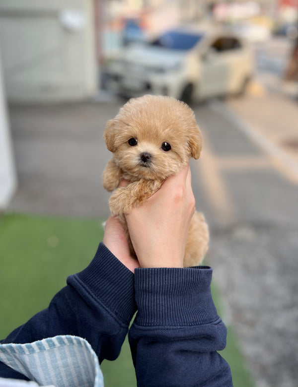 Tea cup Maltipoo-Mumu - I LOVE DOG MAIN