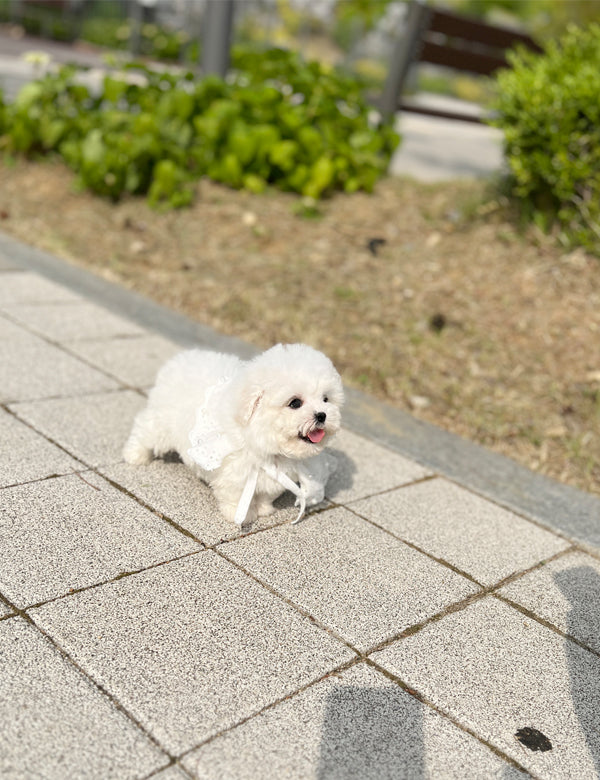 Tea cup Bichonfrise -Wooby - I LOVE DOG MAIN