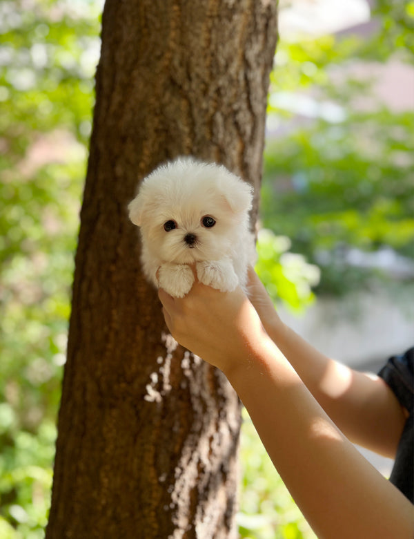 Tea cup Maltese- Bin - I LOVE DOG MAIN