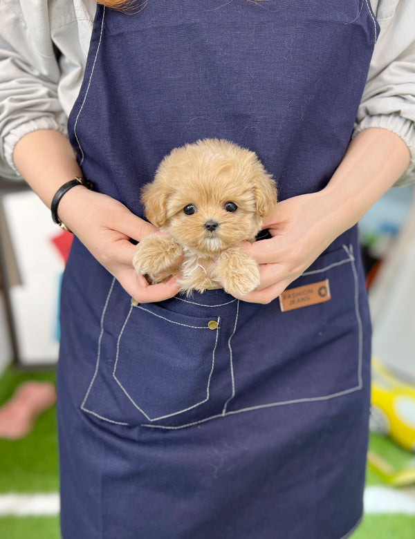 Tea cup Maltipoo- Colby - I LOVE DOG MAIN