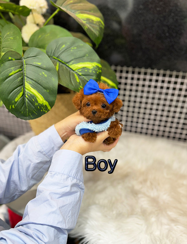 Tea cup Toy Poodle-Burger