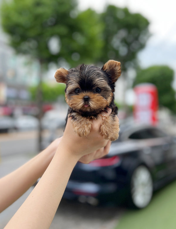 Teacup Yorkshire Terrier- Shuki - I LOVE DOG MAIN