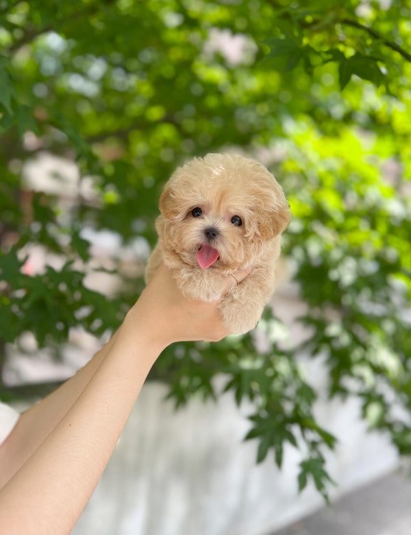 Tea cup Maltipoo- Tara - I LOVE DOG MAIN