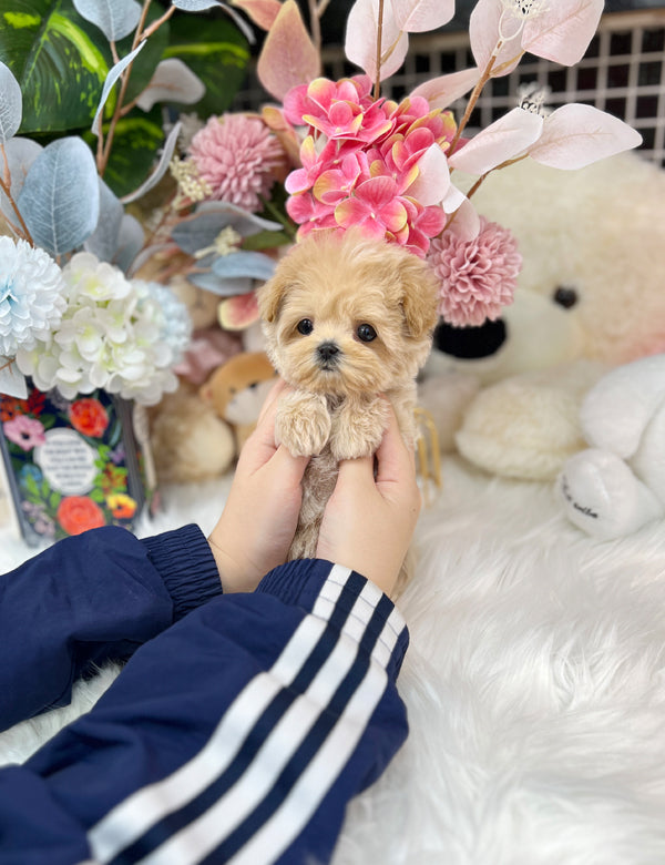 Tea cup Maltipoo- bibi - I LOVE DOG MAIN