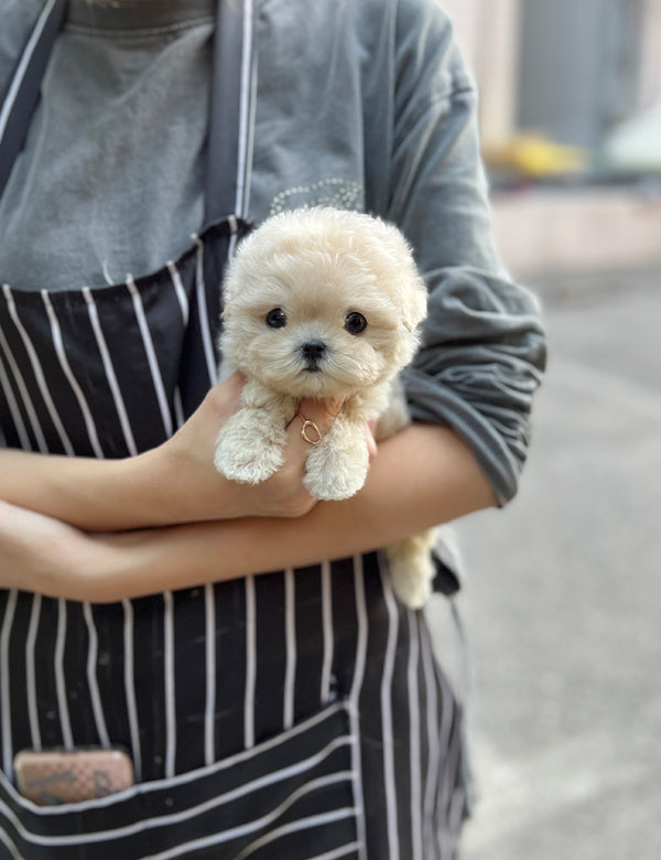 Tea cup Maltipoo- Juju - I LOVE DOG MAIN