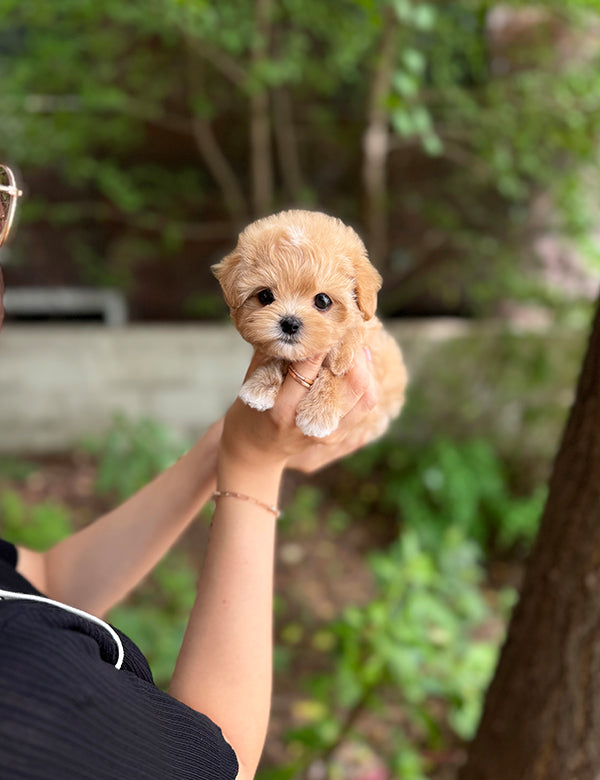 Teacup Maltipoo- Chacha