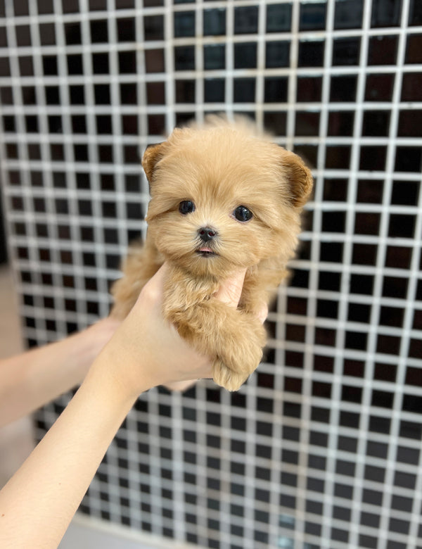 Tea cup Maltipoo-Owen - I LOVE DOG MAIN