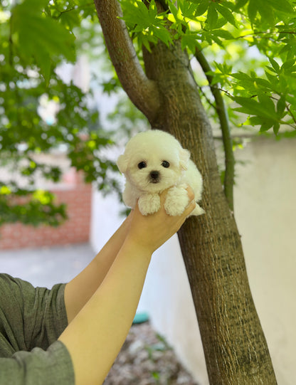 Tea cup Bichonfrise -Vanilla - I LOVE DOG MAIN