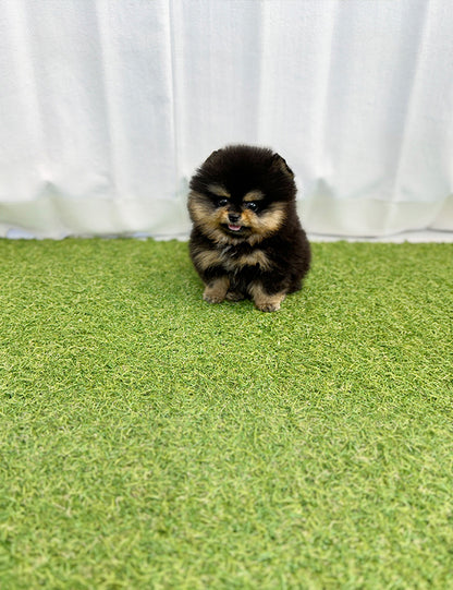 Teacup Blacktan pomeranian- jojo