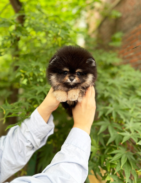 Teacup Blacktan pomeranian- Dongyi