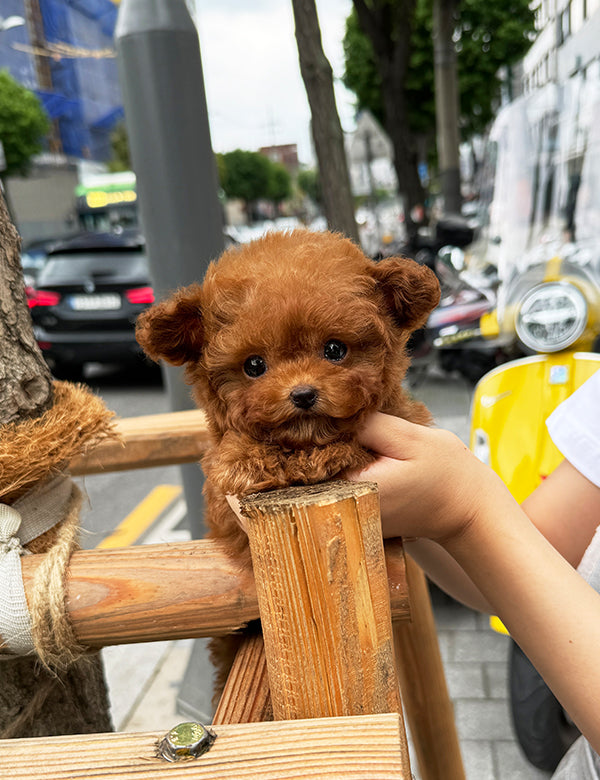 Teacup Toy poodle- lumi