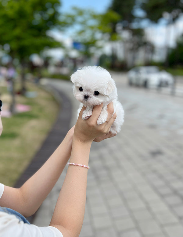 Teacup Maltese- Arin - I LOVE DOG MAIN