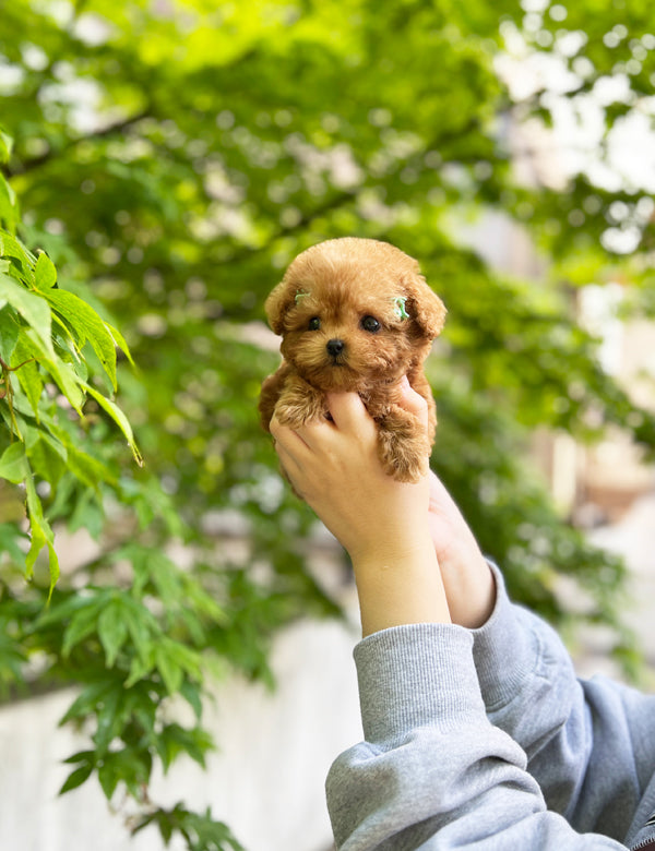 Tea cup Poodle-Gimtan - I LOVE DOG MAIN