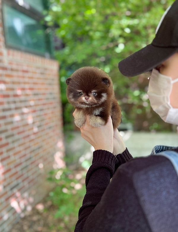 Teacup Chocotan Pomeranian- Luna - I LOVE DOG MAIN