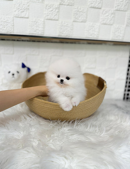 Teacup pomeranian- Sera