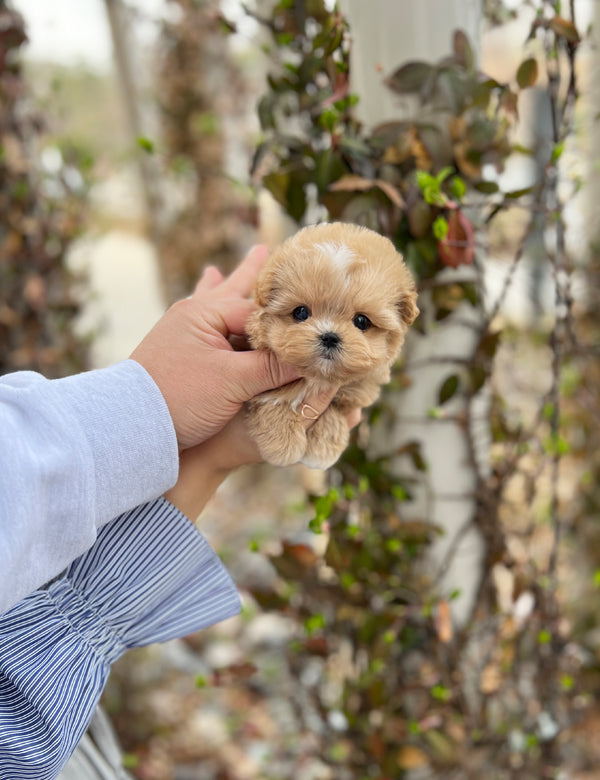 Tea cup maltipoo -Soda - I LOVE DOG MAIN