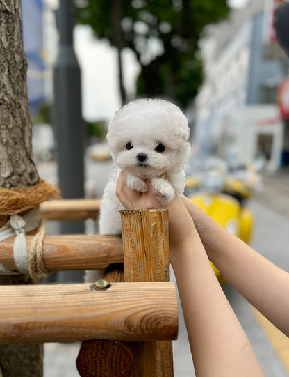 Teacup bichon frise - Mango