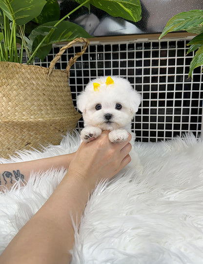 Teacup bichonfrise -Rora