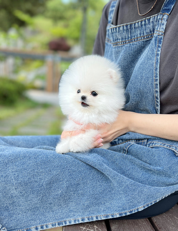 Tea cup Pomeranian-Toto - I LOVE DOG MAIN