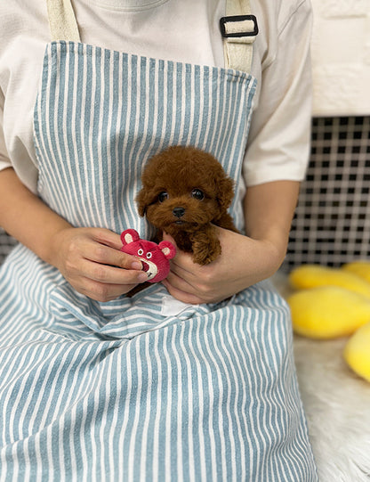 Teacup Redpoodle- Luti