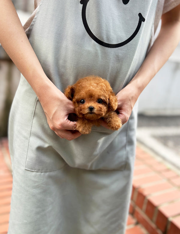 Tea cup poodle-Happy - I LOVE DOG MAIN