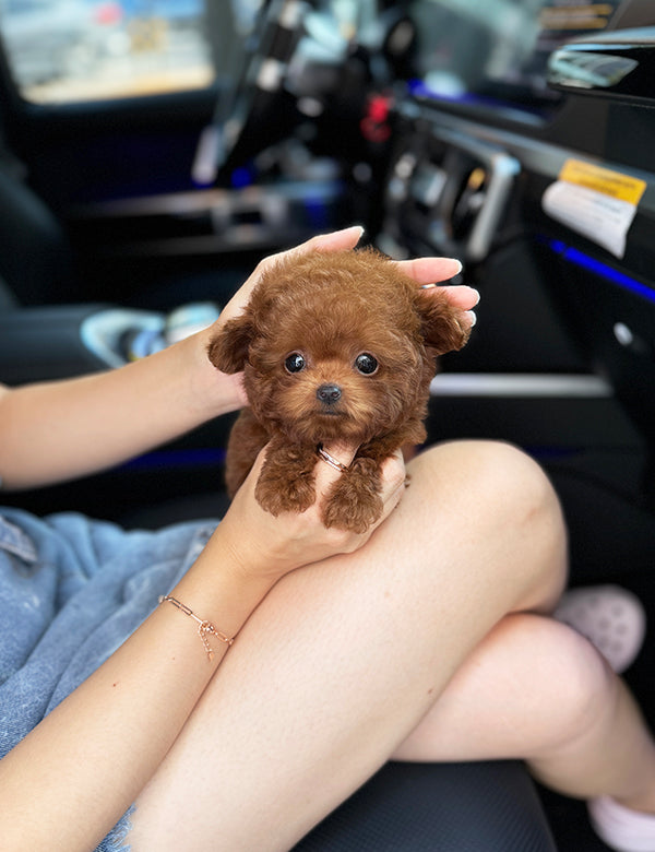 Teacup Red poodle- Amu