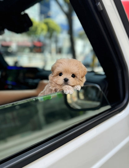 Teacup Maltipoo- Noa