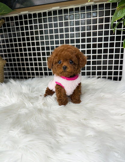 Tea cup Toy Poodle-Cheese