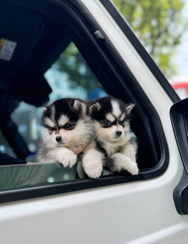 Teacup Pomsky -Taro&Sori