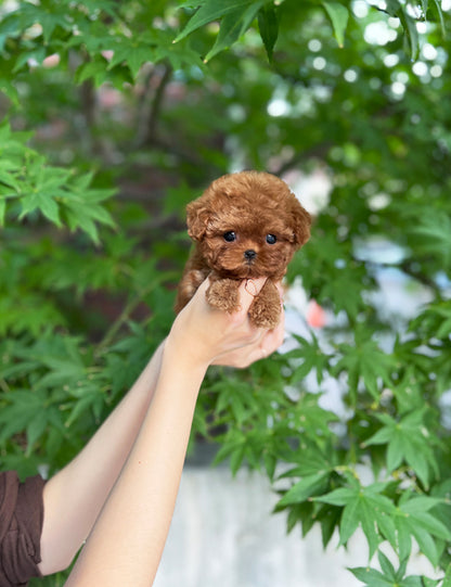 Teacup Redpoodle- Coffe - I LOVE DOG MAIN