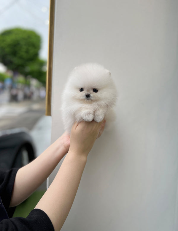 Tea cup Pomeranian-Kuya - I LOVE DOG MAIN