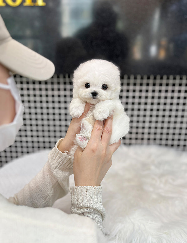 Teacup Bichonfrise -Bicky - I LOVE DOG MAIN