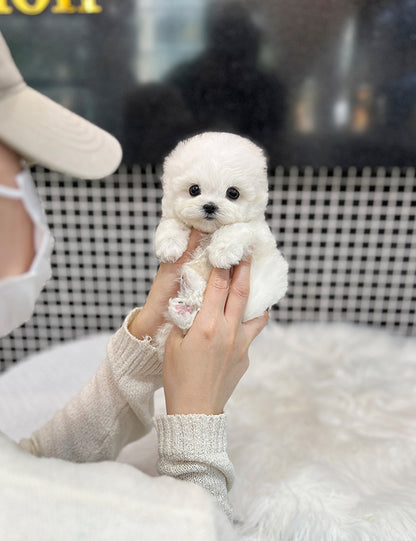 Teacup Bichonfrise -Bicky - I LOVE DOG MAIN