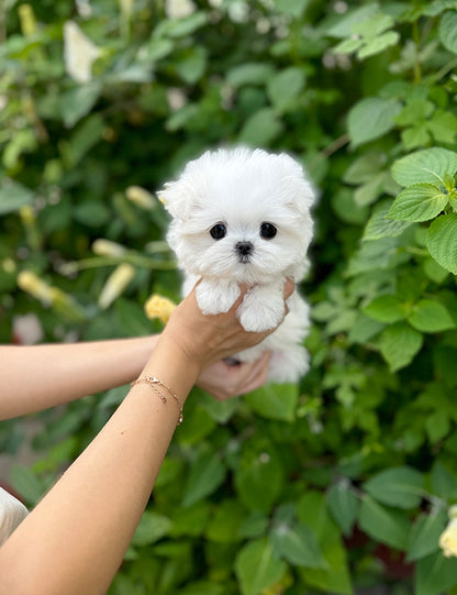 Teacup Maltese-Roa