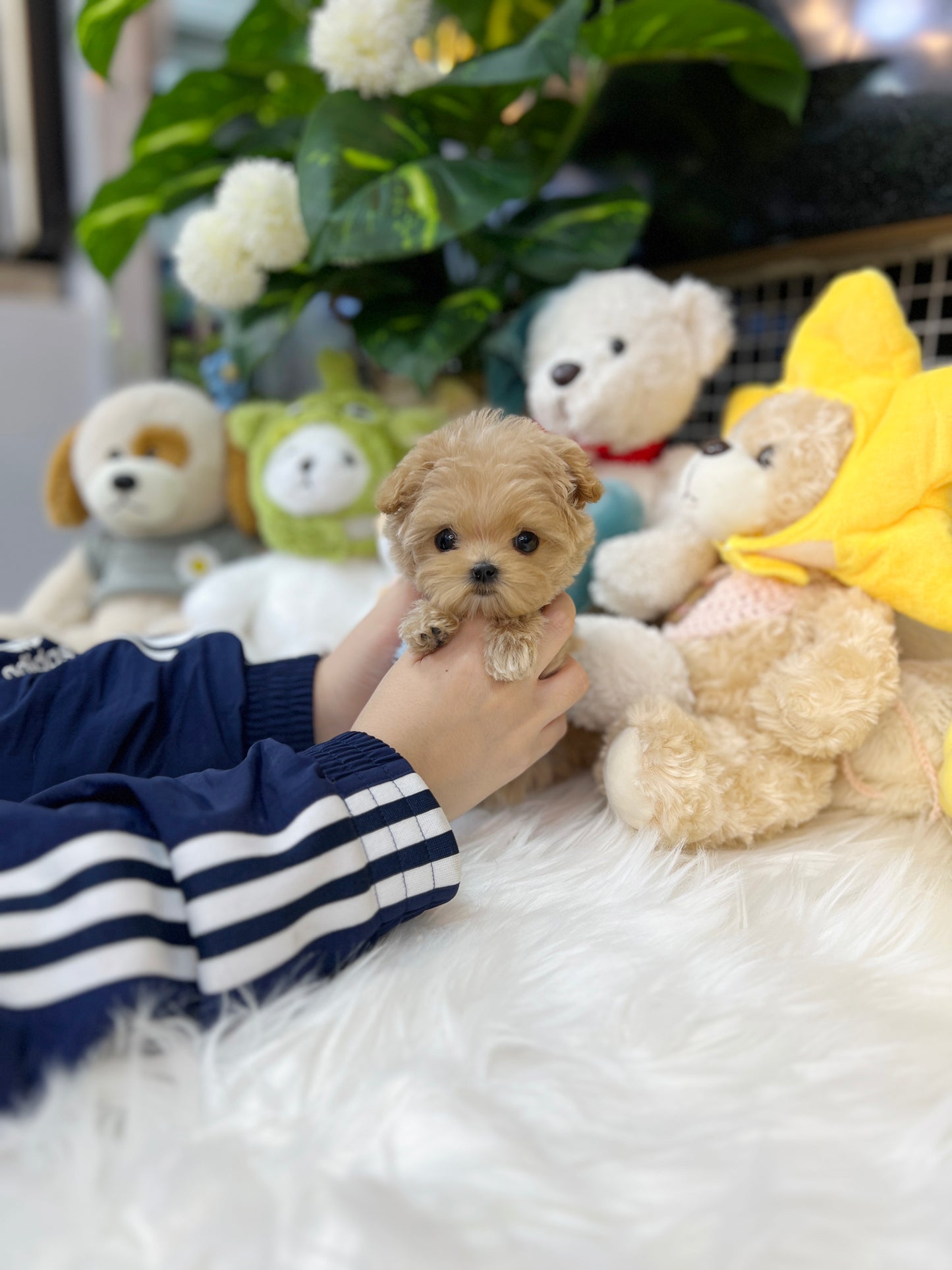 Tea cup maltipoo-Dalong - I LOVE DOG MAIN